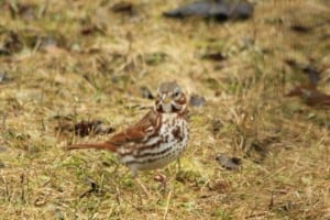 Fox Sparrow - April 2013 - Jeff Keller 