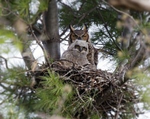Great Horned Owls in nest - Wikimedia 