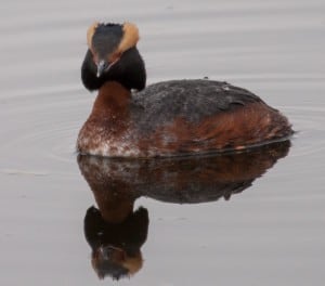 Horned Grebe on Little Lake - Karin Laine 