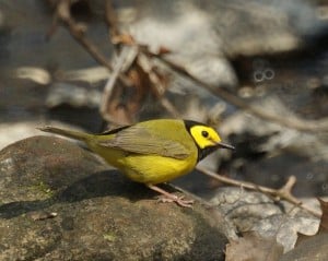 Hooded Warbler -Wikimedia