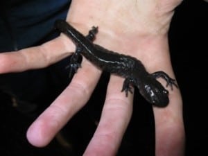 Blue-spotted Salamander - Luke Berg