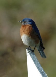 Eastern Bluebird - Kelly Dodge 