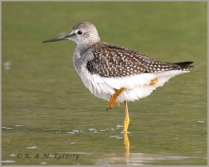 Lesser Yellowlegs - Karl Egressy 