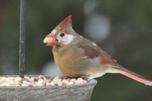 Leucistic Northern Cardinal - Murray Palmer 