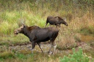 Moose in roadside ditch - Terry Carpenter 