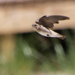 Northern Rough-winged Swallow in flight -  Wikimedia 