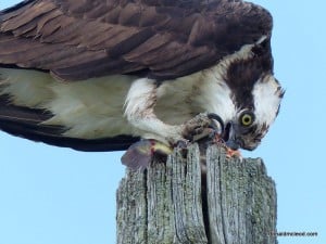 Osprey eating a fish - Don McLeod 