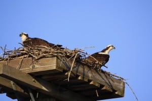 Ospreys on Selwyn Road - Jeff Keller 