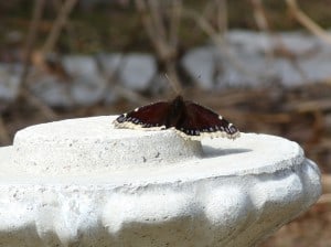 Mourning Cloak butterfly - April 12, 2014 - note snow in background - Drew Monkman 