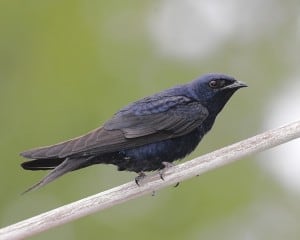 Purple Martin - Karl Egressy 