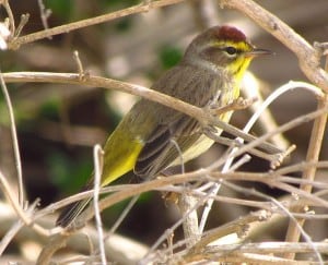 Palm Warbler - Gordon Robertson