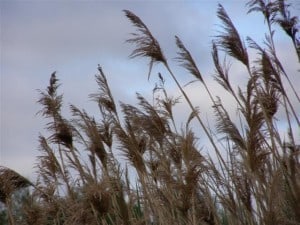 Phragmites on a roadside south of Peterborough - Photo by Drew Monkman