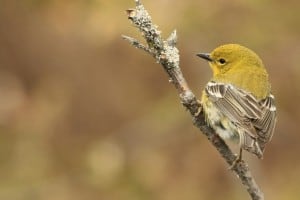 Pine Warbler - Jeff Keller