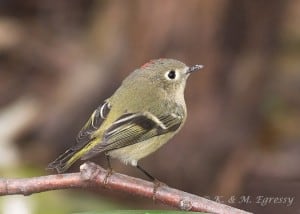 The Ruby-crowned Kinglet has a prominent eye ring. (Karl Egressy) 