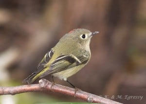 Ruby-crowned Kinglet (Karl Egressy) 