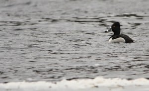 male Ring-necked Duck. The ring around the neck is almost never visible.  Jeff Keller
