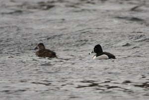 male and female Ring-necked Ducks - Jeff Keller 