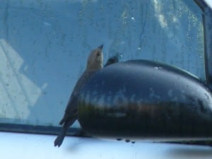 Brown-headed Cowbird checking out its reflection in car mirror and window - Drew Monkman 