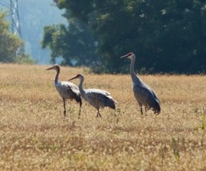 Sandhill Cranes in City of Kawartha Lakes - Wendy Leszkowicz  