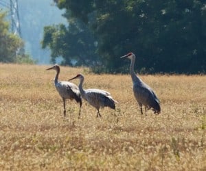 Sandhill Cranes - Wendy-Leszkowicz 