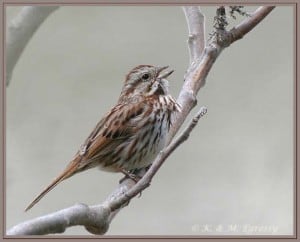 Song Sparrow - Karl Egressy 