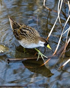 Sora (rail) - Wikimeda