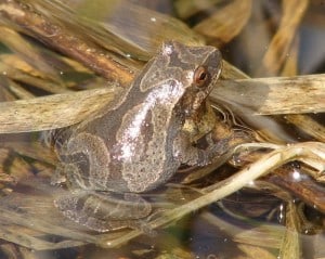 Spring Peeper - John Urquhart