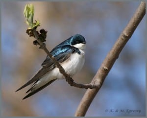 Tree Swallow - Karl Egressy 