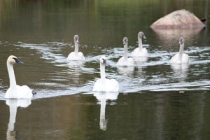 Trumpeter Swans - Paul Anderson 