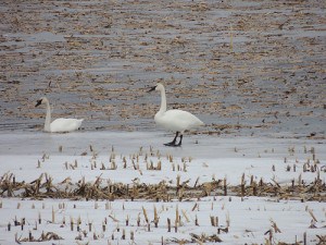 Tundra Swans at Mather's Corners - Luke Berg