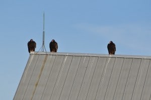 Turkey Vultures  - Nima Taghaboni