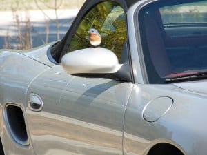 Eastern Bluebird on mirror it had been attacking - Drew Monkman 