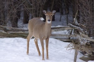 White-tailed Deer - Randy Therrien 