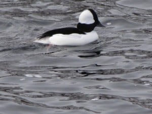  Bufflehead - Lock 19 Peter Beales