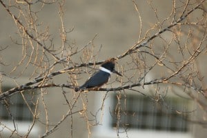 female Belted KIngfisher - Jeff Keller 