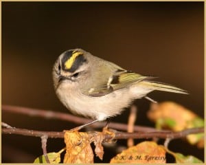 Golden-crowned Kinglet - Karl Egressy 