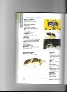 mining bee -  from Heather-Holm’s "Pollinators of Native Plants" 