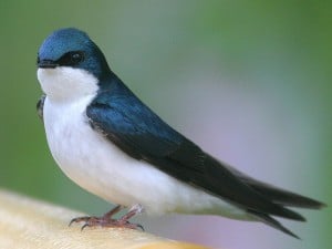 Tree Swallow 