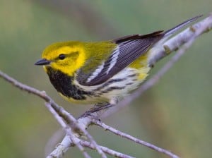 Black-throated Green Warbler by Dan Pancamo