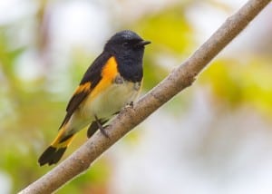 American Redstart - a common warbler at Ecology Park in Beavermead - Karl Egressy 