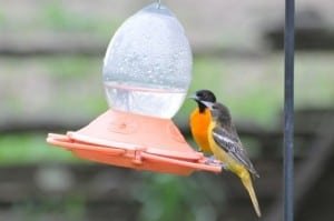 male (rear) and female Baltimore Orioles at nectar feeder - L. Harries 