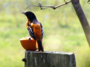 Baltimore Oriole - Serena Formenti