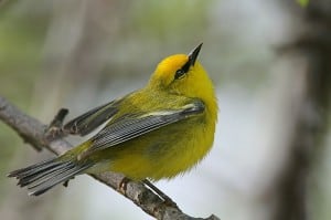 Blue-winged Warbler - Wikimedia