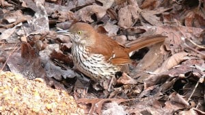 Brown Thrasher  - Ken Thomas WM