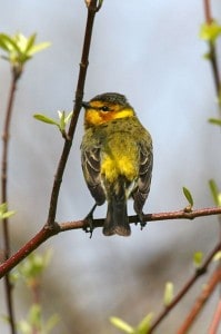 Cape May Warbler - Wikimedia 