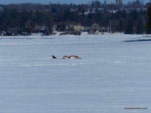 Chemong Lake deer kill -Don McLeod