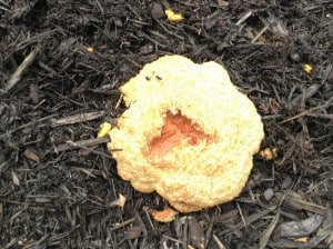 Dog Vomit Fungus - Laurie Wuis - May 2014  