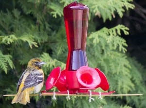 Female Baltimore Oriole on hummingbird feeder with BBQ skewers - care of Jim Watt 