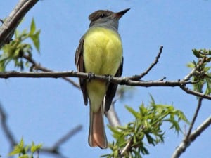 Great Crested Flycatcher - Dick Daniels 