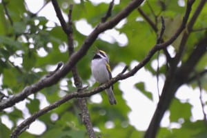 Golden-winged Warbler - Brendan Boyd 